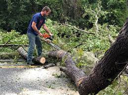 Best Residential Tree Removal  in Fowlerville, MI