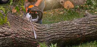 Best Firewood Processing and Delivery  in Fowlerville, MI