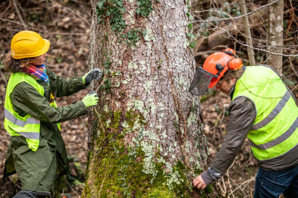 Best Tree and Shrub Care  in Fowlerville, MI