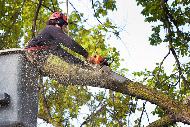 Best Lawn Grading and Leveling  in Fowlerville, MI