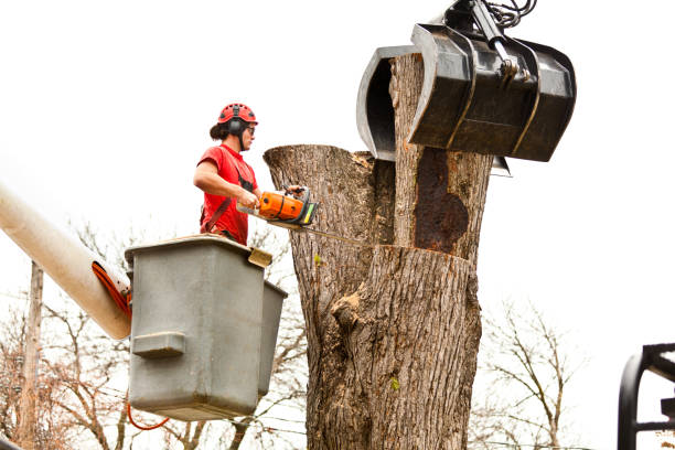 How Our Tree Care Process Works  in  Fowlerville, MI